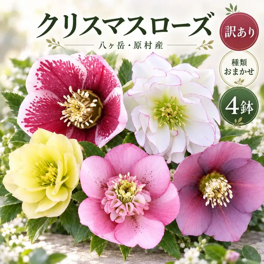 【訳あり・種類おまかせ】八ヶ岳・原村産 クリスマスローズ 4鉢セット｜深山花園