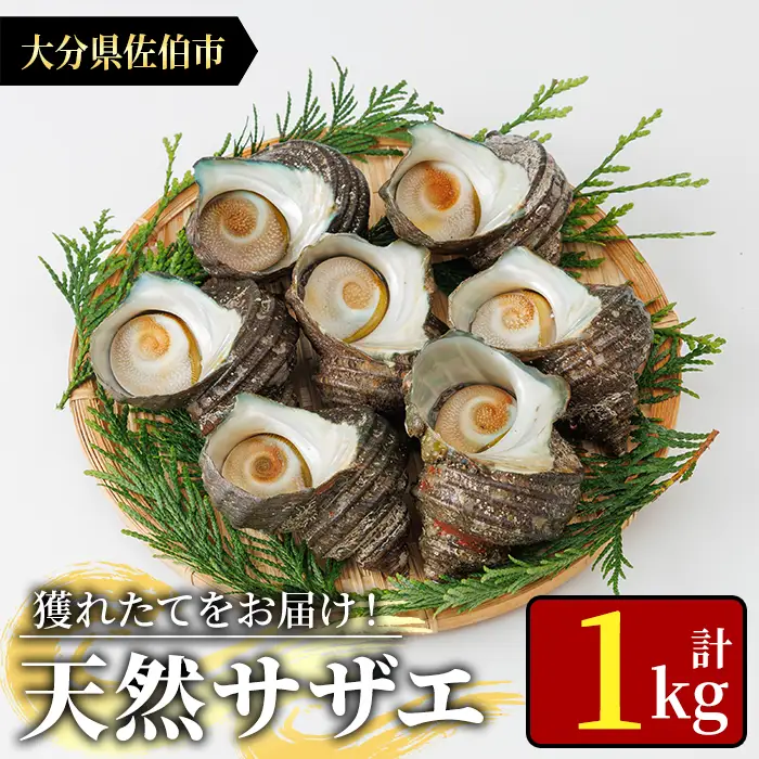 天然 サザエ (計1kg) 活サザエ 魚介 貝 活 活き つぼ焼き 壺焼き バーベキュー BBQ 獲れたて 魚介類 海鮮 おつまみ 魚貝 栄螺 冷蔵 大分県 佐伯市【AS153】【海べ】