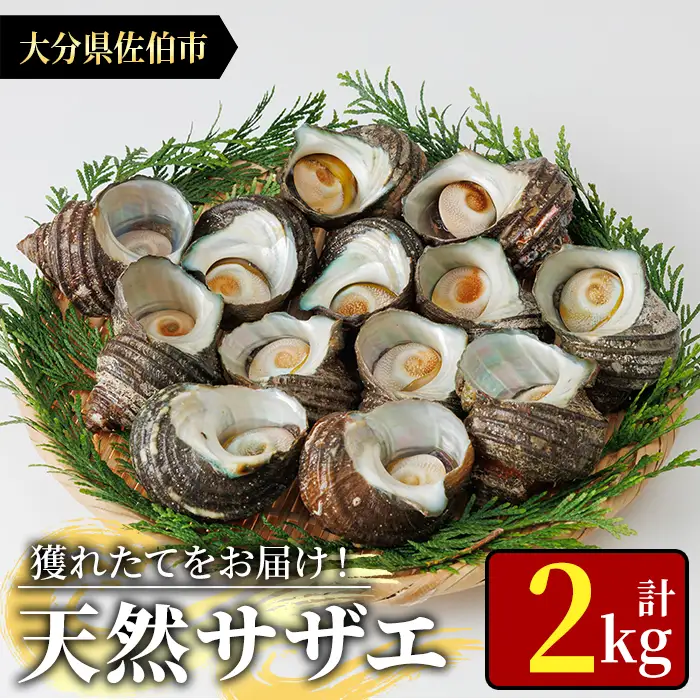天然 サザエ (計2kg) 活サザエ 魚介 貝 活 活き つぼ焼き 壺焼き バーベキュー BBQ 獲れたて 魚介類 海鮮 おつまみ 魚貝 栄螺 冷蔵 大分県 佐伯市【AS154】【海べ】