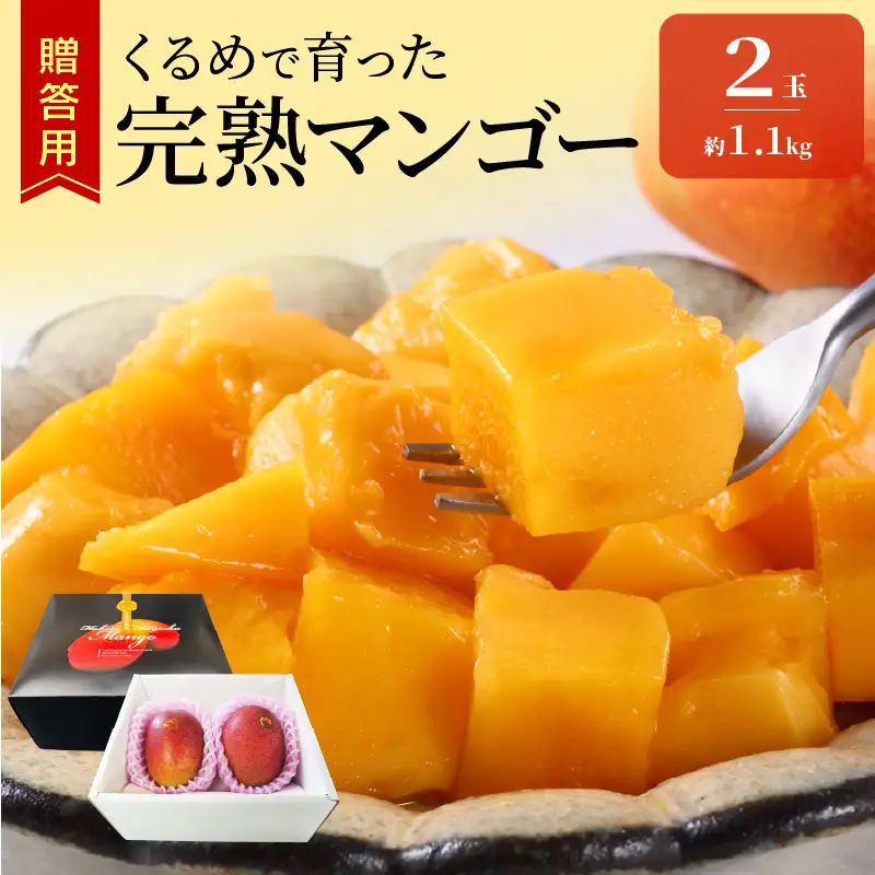【2027年6月以降お届け】くるめで育った完熟マンゴー（2玉：約1.1kg） 〔Fm010-02-11〕