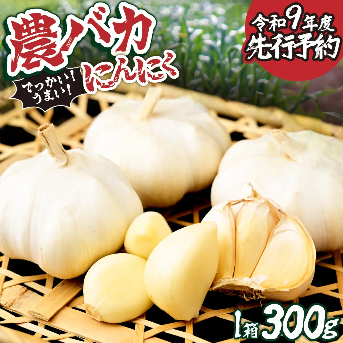 にんにく R9年度 先行予約 農バカにんにく 1箱（300g・5～8個） ＜限定箱＞ | にんにく ニンニク ガーリック 国産 300グラム にんにく ニンニク 東松山あそび農園 埼玉県 東松山市