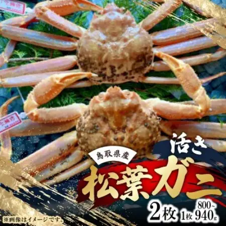 【先行予約】【活き】タグ付き松葉ガニ　大　2枚(1枚800～940g前後)　※11月中旬から順次発送【配送不可地域：離島・北海道・沖縄県】【1763369】