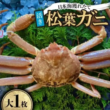 【先行予約】【活き】タグ付き松葉ガニ　大1枚(800～940g前後)　※11月中旬から順次発送【配送不可地域：離島・北海道・沖縄県】【1763376】