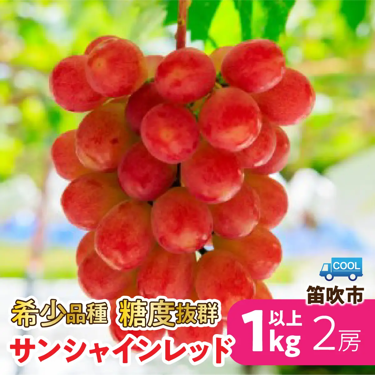 【2027年発送★先行予約】 希少品種糖度抜群「サンシャインレッド」2房約１㎏以上 106-025-27y