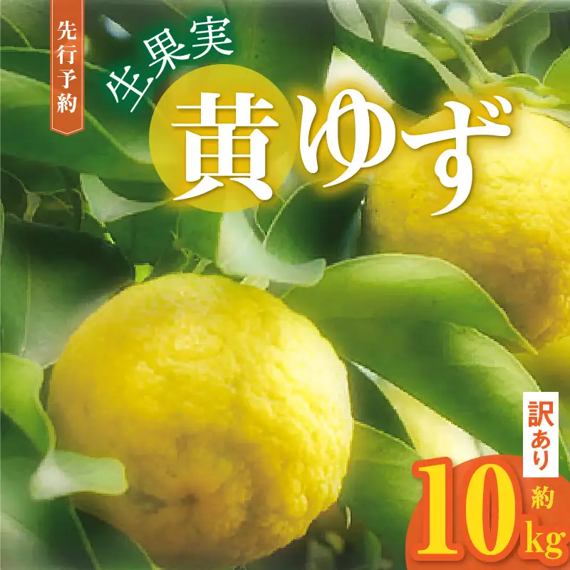 訳あり 黄ゆず生果実　約10kg _MM0208