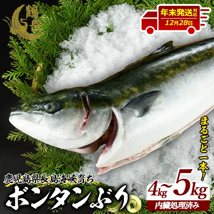 【12月28日出荷】ボンタンぶりまるごと一本(内臓処理済) ぶり 柵 刺身 ブリ 切り身 鰤 1本 鮮魚 下処理済み 鮮魚 1匹 刺身 ぶりしゃぶ ぶりかま 【鶴長水産】turu-7314R8-12