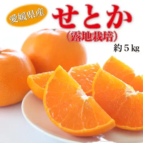 愛媛県産せとか（露地）約5kg 秀品 2L~M サイズ 【高島屋選定品】 【2027年2月中旬頃から順次発送】【IYT0542】