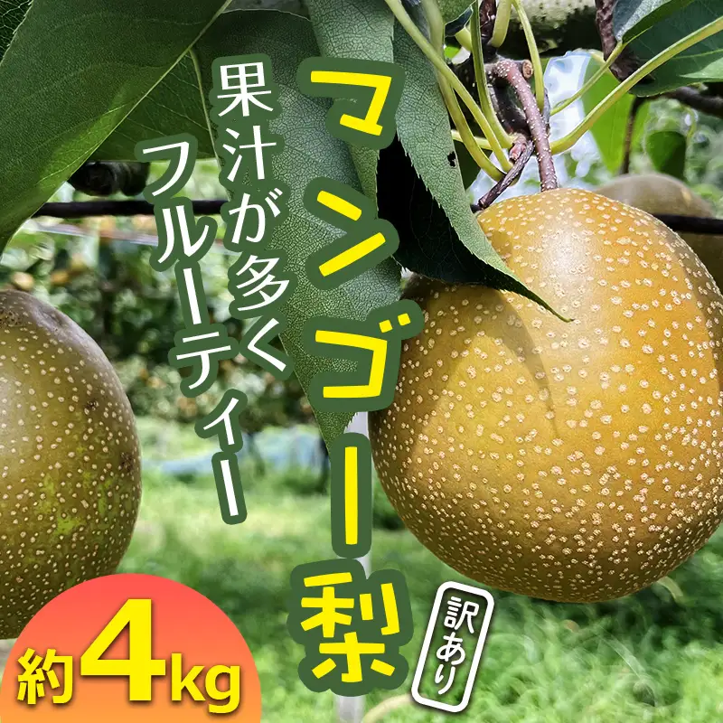 FKP9-723 【訳あり】マンゴー梨（王秋梨） 約4kg なし ナシ 梨 デザート フルーツ 果物 くだもの 果実 食品
