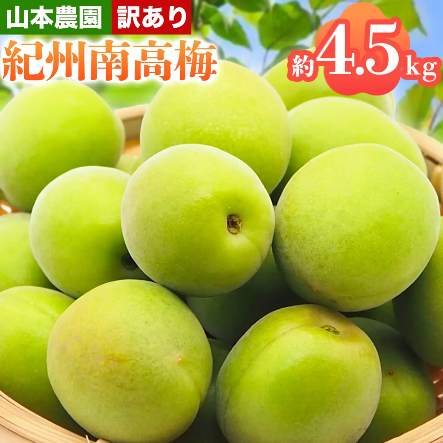 訳あり 南高梅 ( 青梅 ) 約4.5kg 山本農園