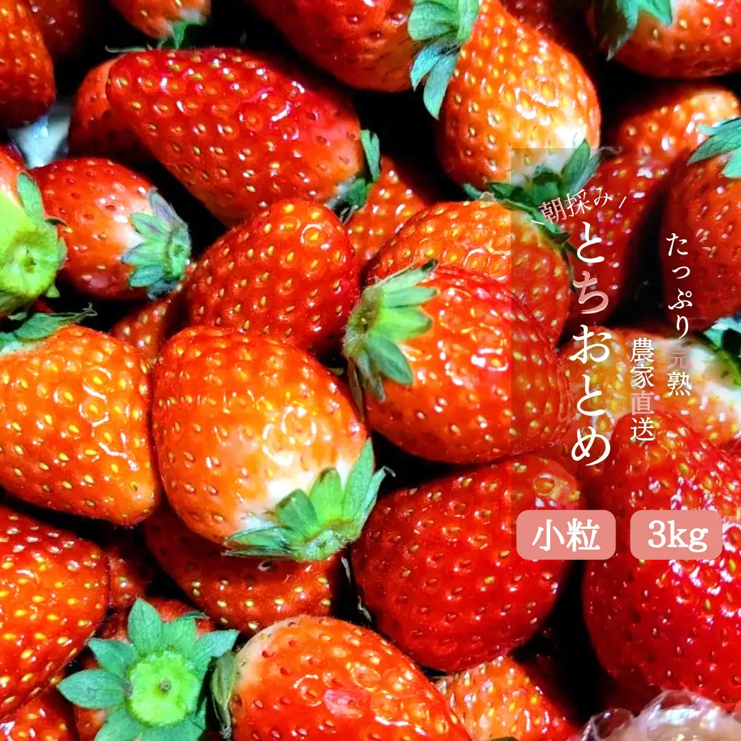 いちご専門農家直送！朝摘み収穫したて小粒完熟とちおとめ3kg 20260709～