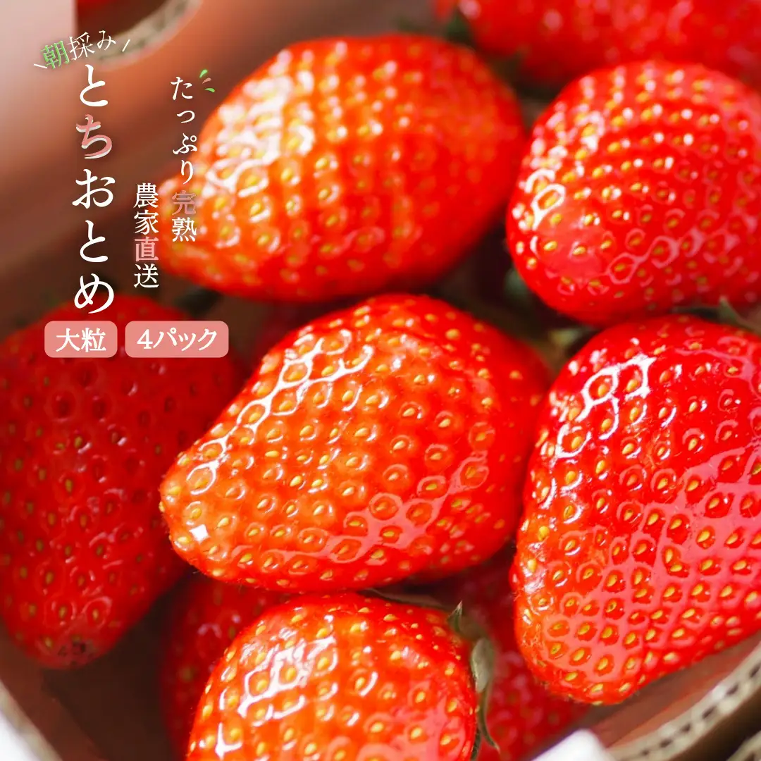 【2027年1月より発送】いちご専門農家直送！朝摘み収穫したての完熟とちおとめ4パック1箱
