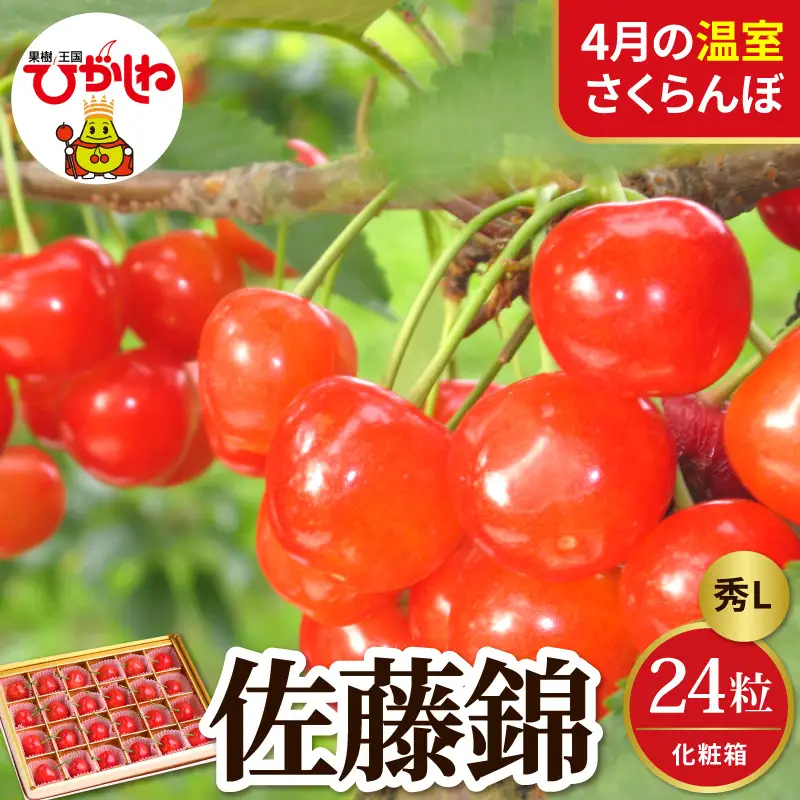 2027年産 4月配送 温室 さくらんぼ 佐藤錦 秀L 24粒 さくらんぼ