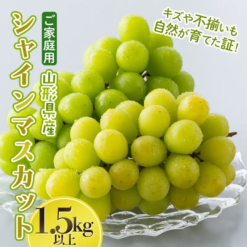 FYN6-634 ご家庭用 山形県産 大粒ぶどう シャインマスカット 1.5kg以上(3~4房) 種無し 葡萄 ぶどう ブドウ マスカット 果物 くだもの フルーツ 規格外 訳あり ワケアリ 自宅 家庭 山形県 西川町 月山