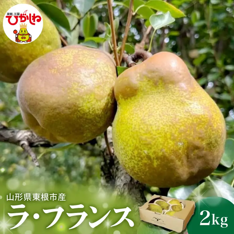 2026年産 西洋梨 ラ・フランス 2kg 洋なし ラ・フランス