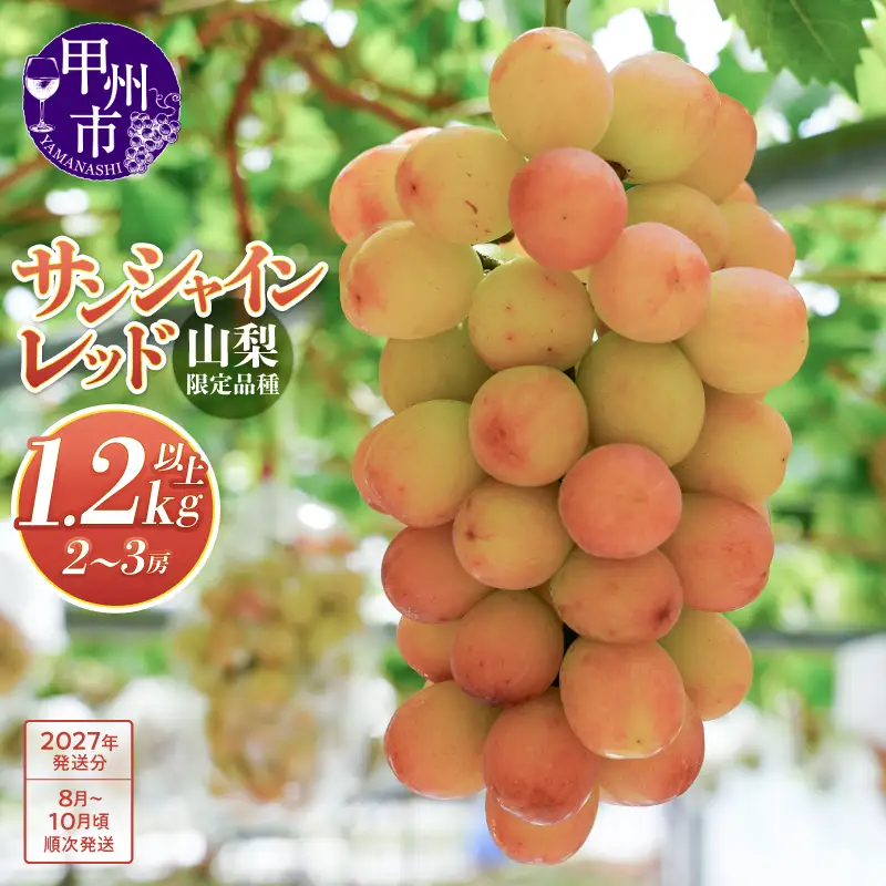 クール配送 山梨県限定品種 サンシャインレッド 合計1.2kg以上【2027年発送】（MS）D-127 ぶどう フルーツ