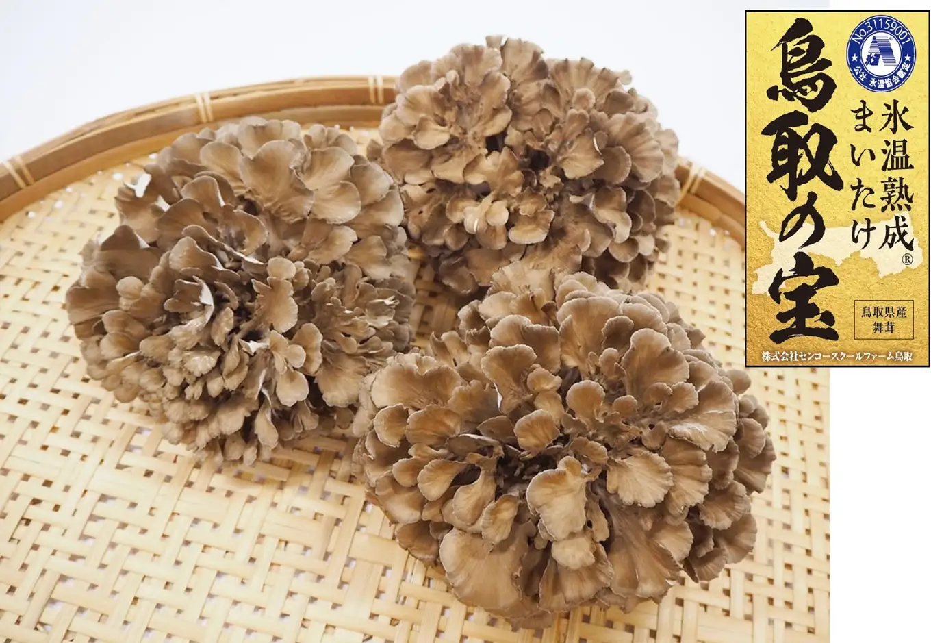 鳥取の宝 舞茸 3株