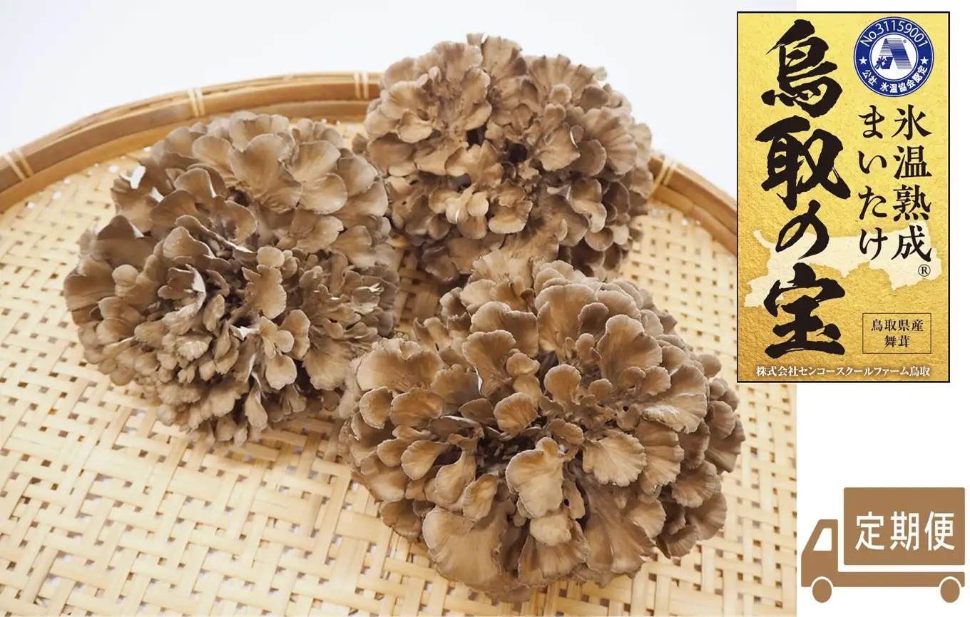 定期便 鳥取の宝 舞茸 3株 セット 大満足 氷温熟成 | 105MZ まいたけ きのこ キノコ 産地直送