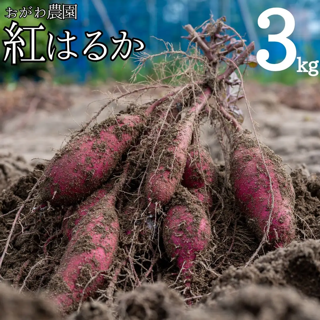 産地直送 紅はるか 3kg さつまいも サツマイモ 芋 | 110MZ