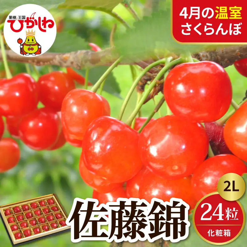 2027年産 4月配送 温室 さくらんぼ 佐藤錦 秀2L 24粒 さくらんぼ