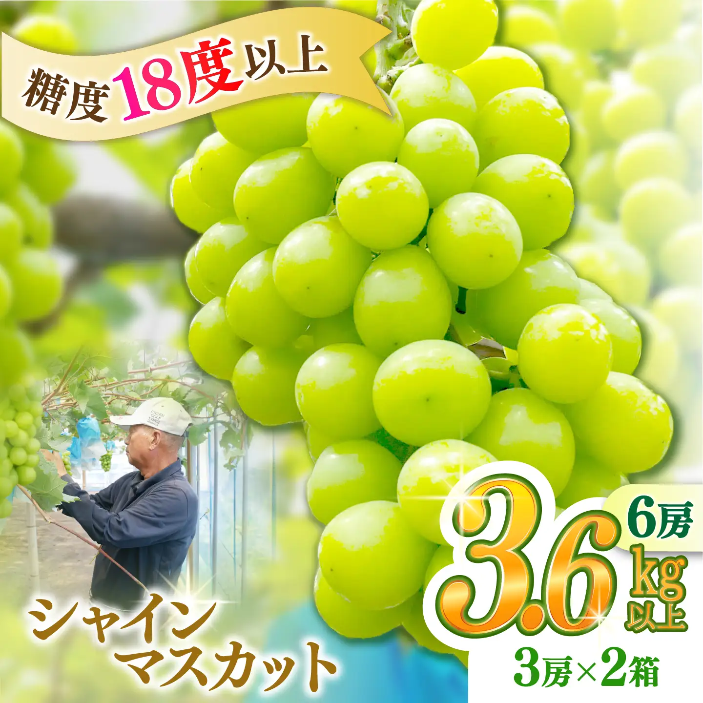 【2027年8月中旬-発送】【数量限定】【糖度18度以上】シャインマスカット 6房 3.6kg以上 (3房 1.8kg以上 × 2箱 / ぶどう ブドウ 葡萄 マスカット しゃいんますかっと フルーツ 果物 / 南島原市 / ミナサポ[SCW075]