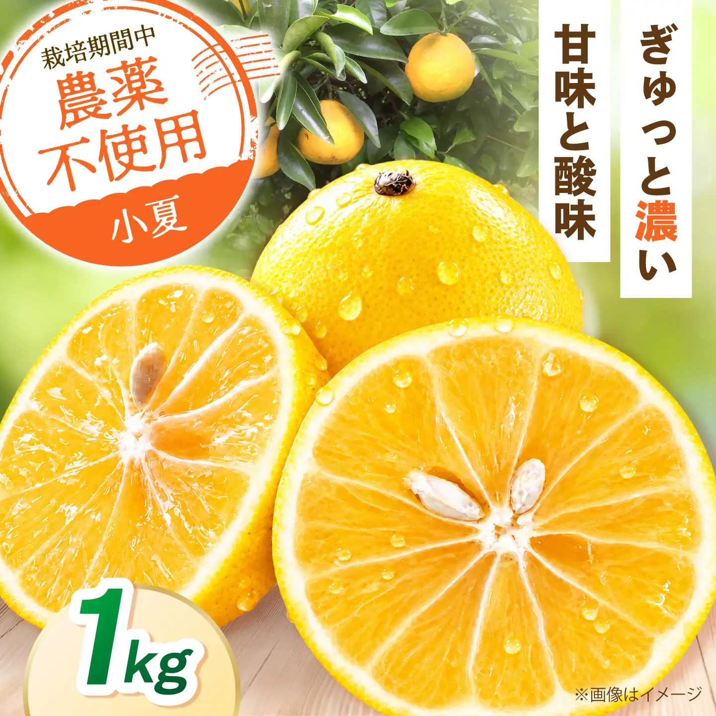 【先行予約】自然栽培小夏 1kg 〈2027年4月1日?6月30日発送〉/ 柑橘 自然 土佐市 【有限会社四万十くじら】[BQBR013]