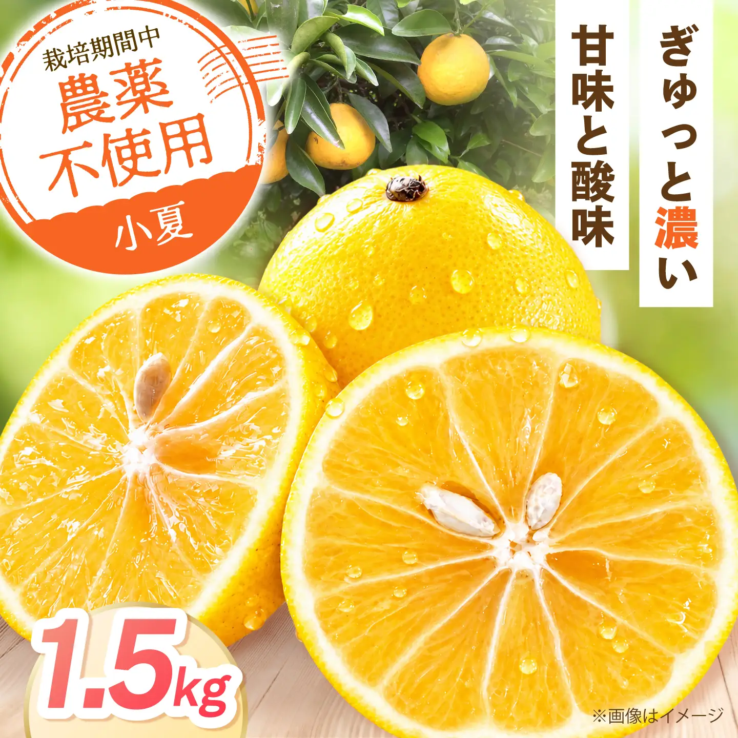 【先行予約】自然栽培小夏 1.5kg〈2027年4月1日?6月30日発送〉 / 柑橘 自然 土佐市 【有限会社四万十くじら】[BQBR014]