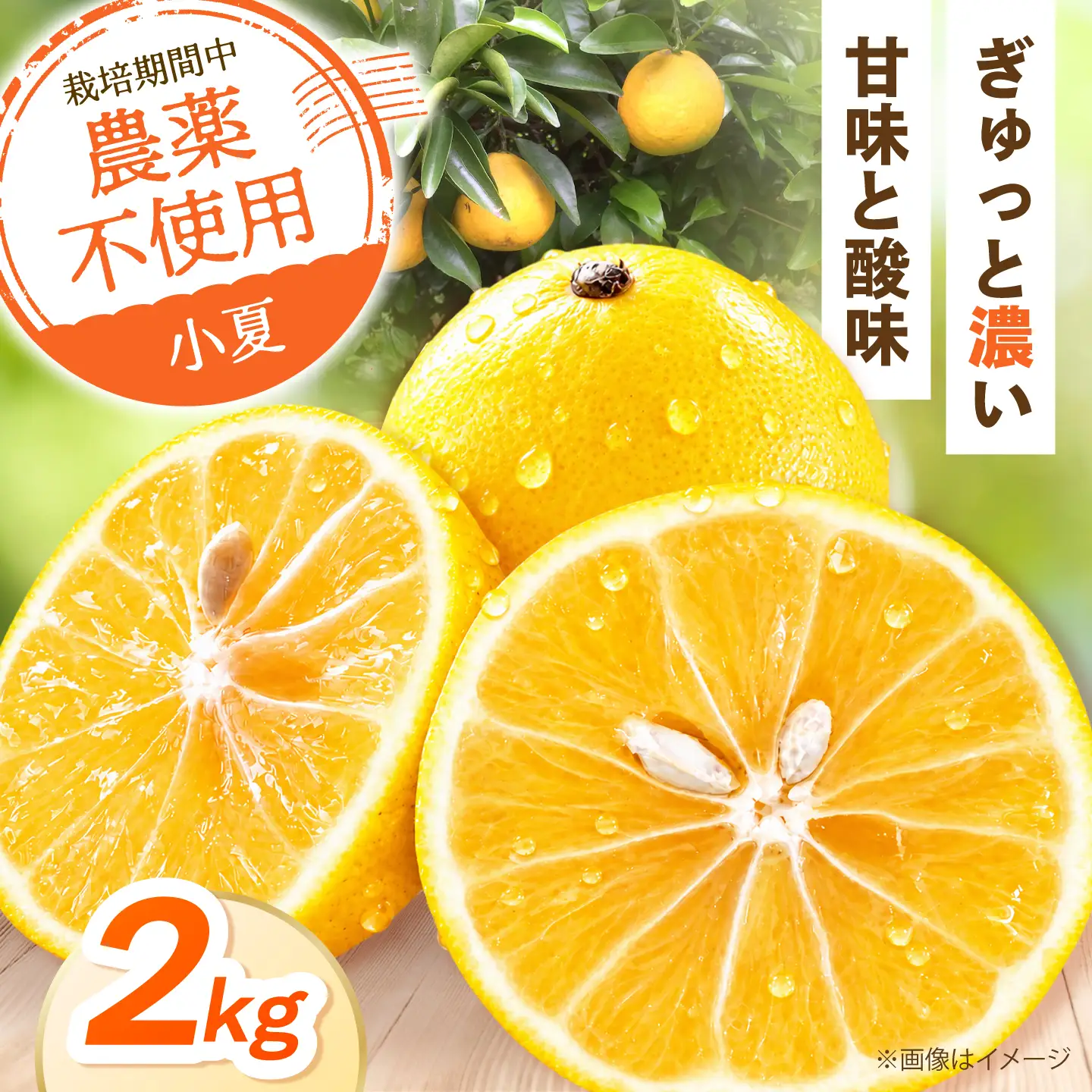 【先行予約】自然栽培小夏 2kg〈2027年4月1日?6月30日発送〉 / 柑橘 自然 土佐市 【有限会社四万十くじら】[BQBR015]