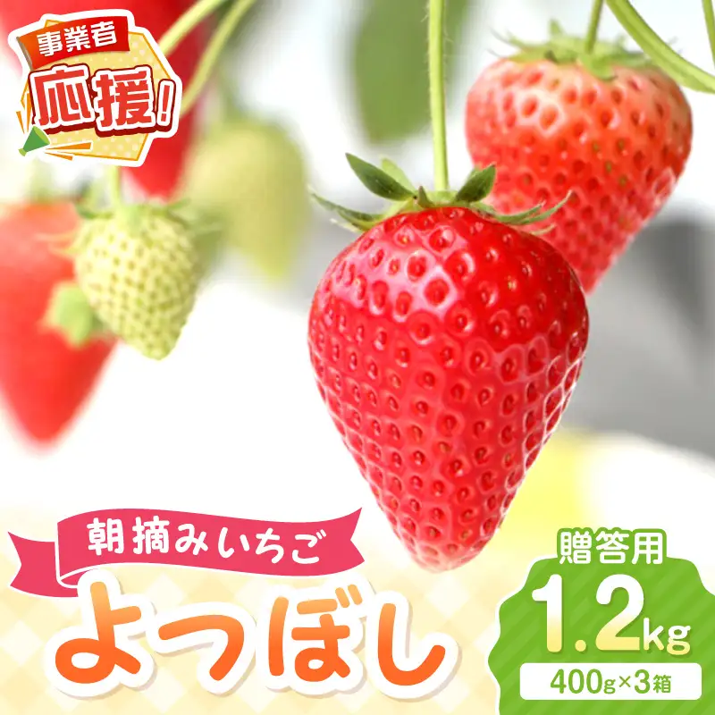 【2027年1月～2027年4月発送予定】【贈答用】朝摘みいちご よつぼし 1.2kg【ふるさと納税3.0】【117D-016-2027】