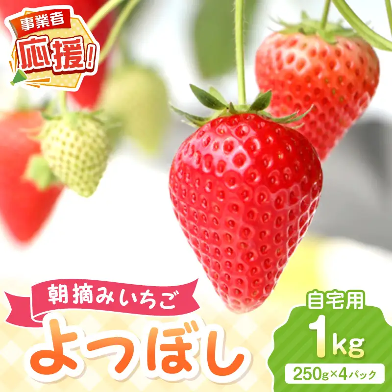 【2027年1月～2027年4月発送予定】【自宅用】朝摘みいちご よつぼし  1kg【ふるさと納税3.0】【117E-008-2027】