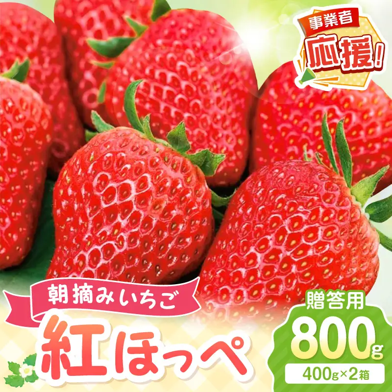 【2027年1月～2027年4月発送予定】【贈答用】朝摘みいちご 紅ほっぺ  800g【ふるさと納税3.0】【117D-009-2027】