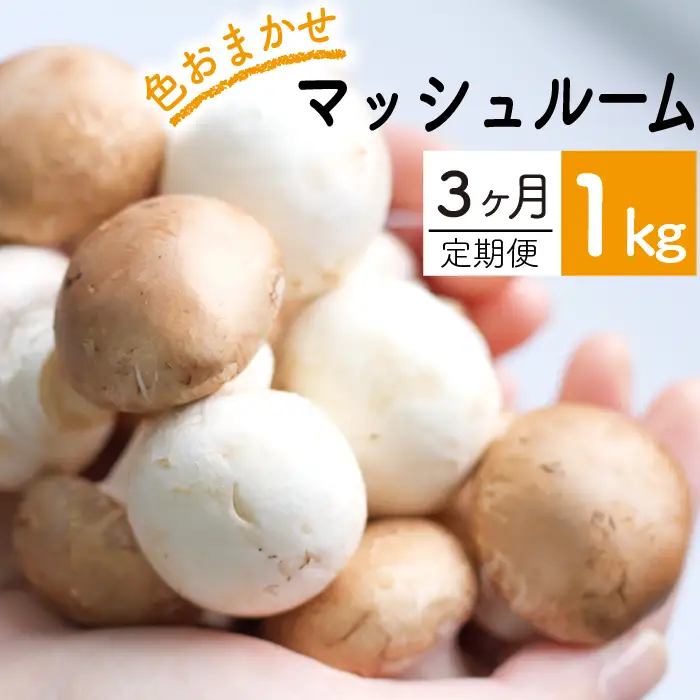 《毎月上旬に発送》 岩手県産 八幡平マッシュルーム1kg 3ヶ月定期便 ※色はおまかせ 【ジオファーム】