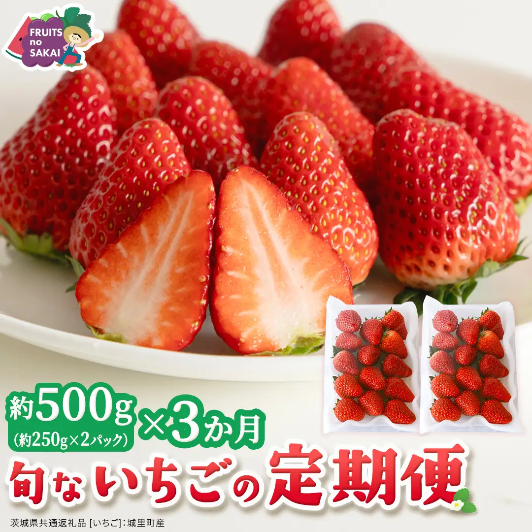 【定期便】旬ないちご品種おまかせ3ヶ月連続お届け便 （約250g×2パック）×3回【2027年1月から発送開始】（茨城県共通返礼品 [いちご]：城里町産） 果物 くだもの フルーツ イチゴ 苺 旬 品種おまかせ 人気