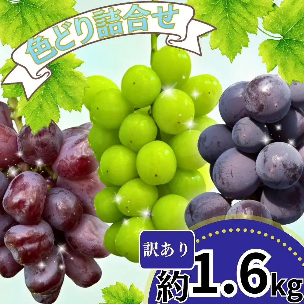 訳あり おまかせ ぶどう 詰め合わせ 3種 ～ 4種 食べ比べ セット 約 1.6kg ご家庭用 2026年産 農家直送 山形県 朝日町産 山形産 自宅用 ブドウ 葡萄 グレープ 果物 フルーツ 秋 送料無料