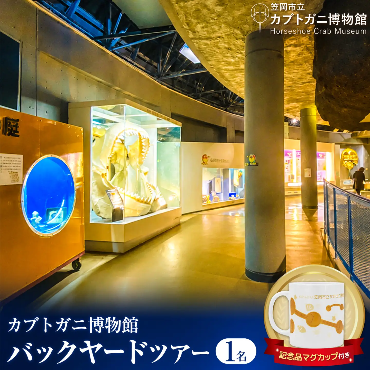 バックヤードツアー 記念品 マグカップ 付き 1名 カブトガニ博物館