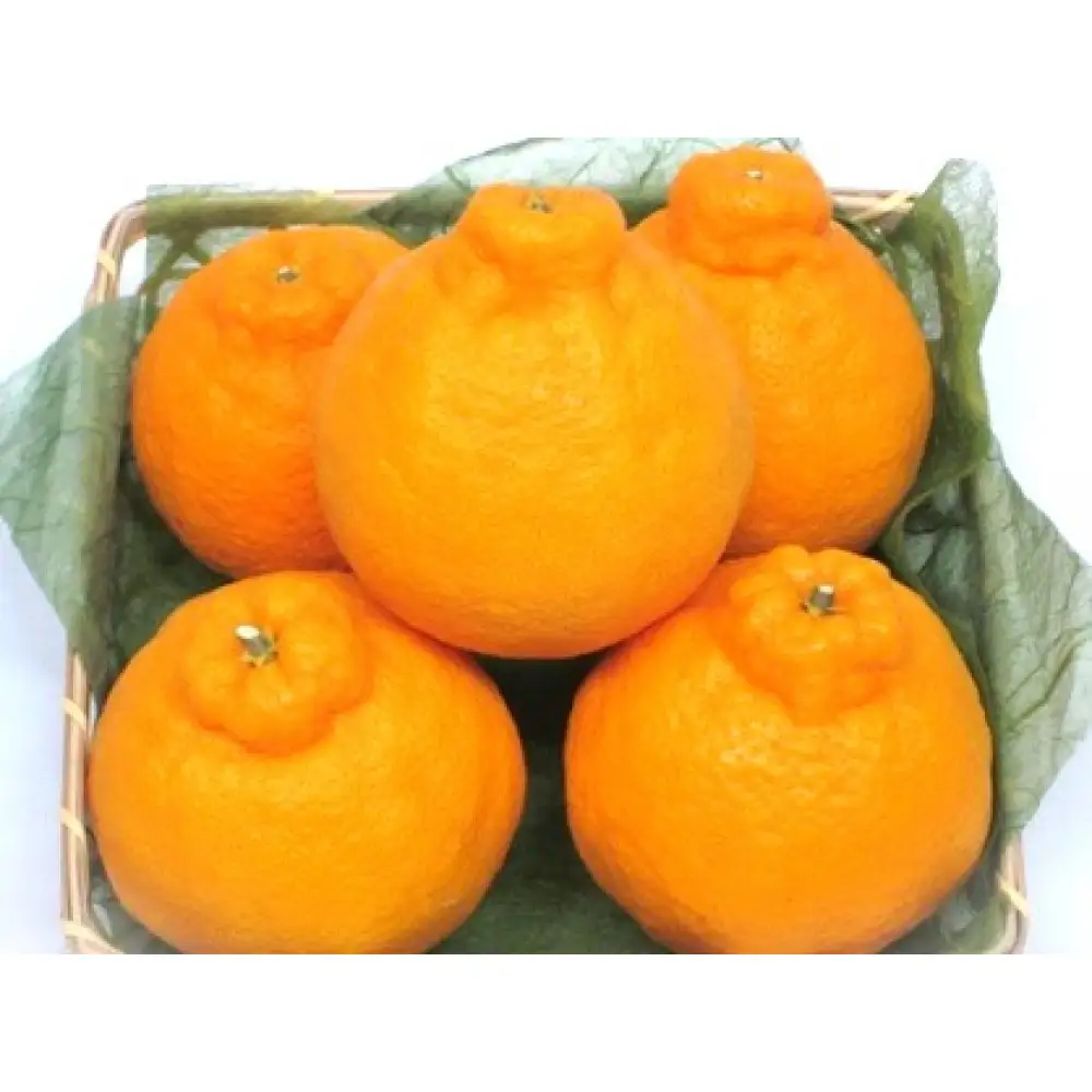 【瀬戸内マルシェが選ぶ】デコポン　約2kg　5－12玉（3月上旬以降発送）
