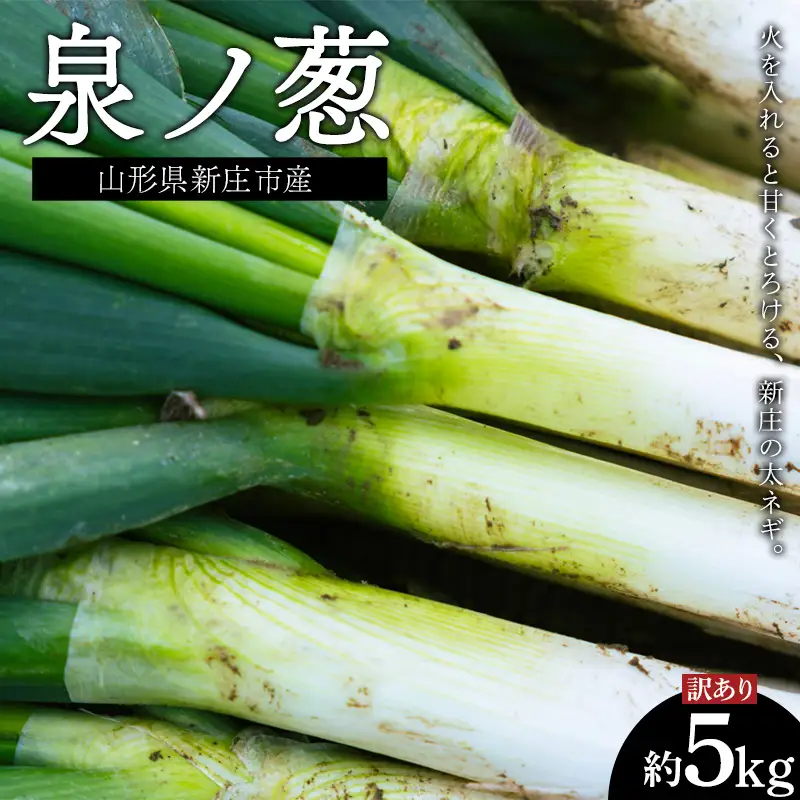 【訳あり】山形県新庄市産 泉ノ葱 約5kg（18～20本程度） ねぎ ネギ F3S-2962