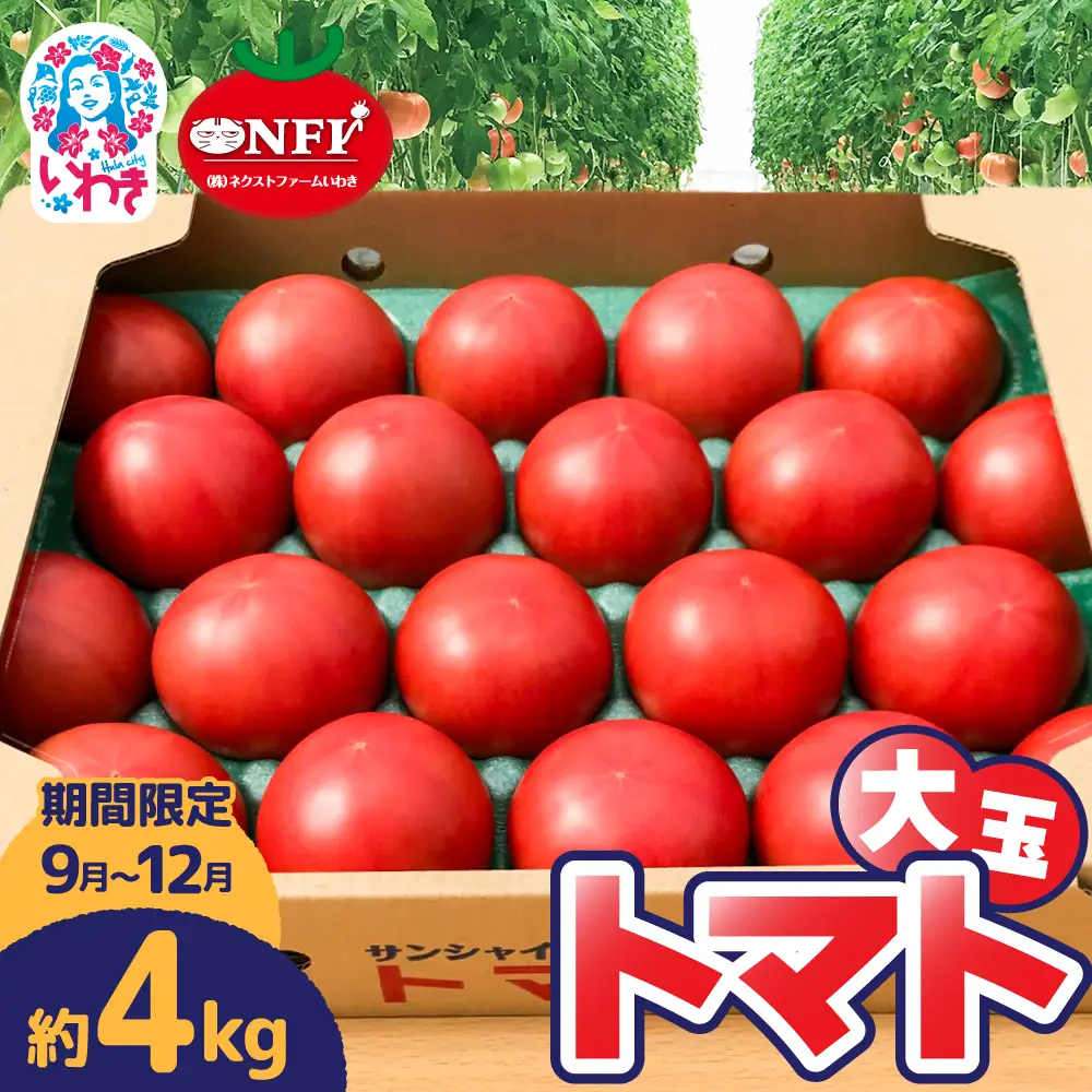 【9月～12月】トマト 大玉 約4kg | トマト 大玉トマト 4kg 国産 いわき市産 産地直送 肉厚 ジューシー 甘い 甘み 酸味 野菜 サラダ 料理 クッキング トマト料理 大玉 大容量 いわき市 | CM004-09-12