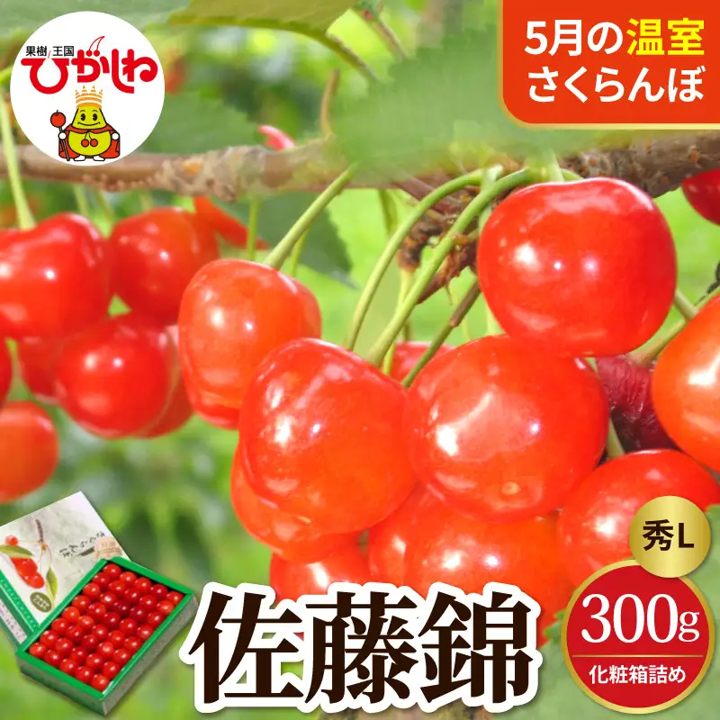 2027年産 5月配送 温室 さくらんぼ 佐藤錦 秀L 300g さくらんぼ
