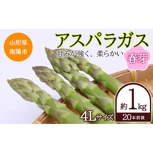 【令和9年産先行予約】 アスパラガス (春芽) 約1kg (4Lサイズ 約20本前後) 《令和9年5月～発送》 『生産者 吉田 太一』 山形南陽産 農家直送 山形県 南陽市 [1951]