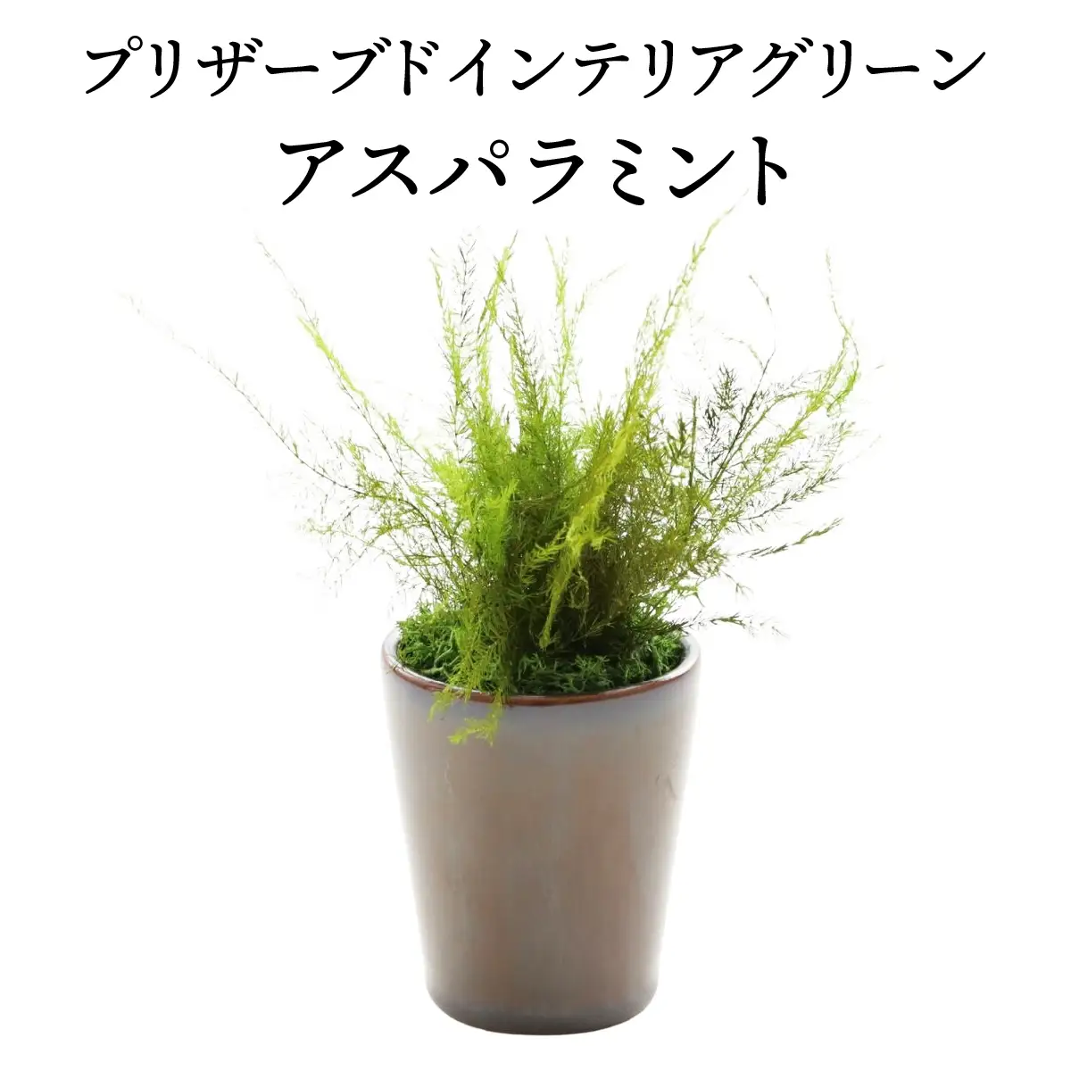 プリザーブドインテリアグリーン アスパラミント