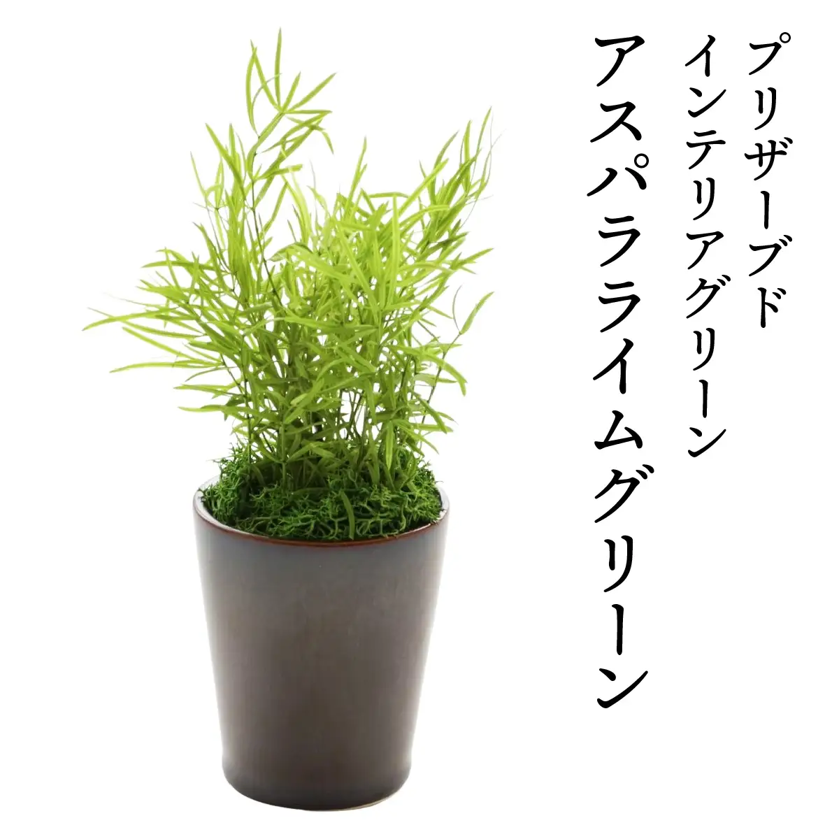 プリザーブドインテリアグリーン アスパラライムグリーン