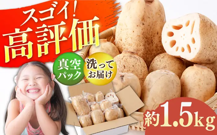 【年明け発送】【真空パック】洗いれんこん 約1.5kg ICE002-2
