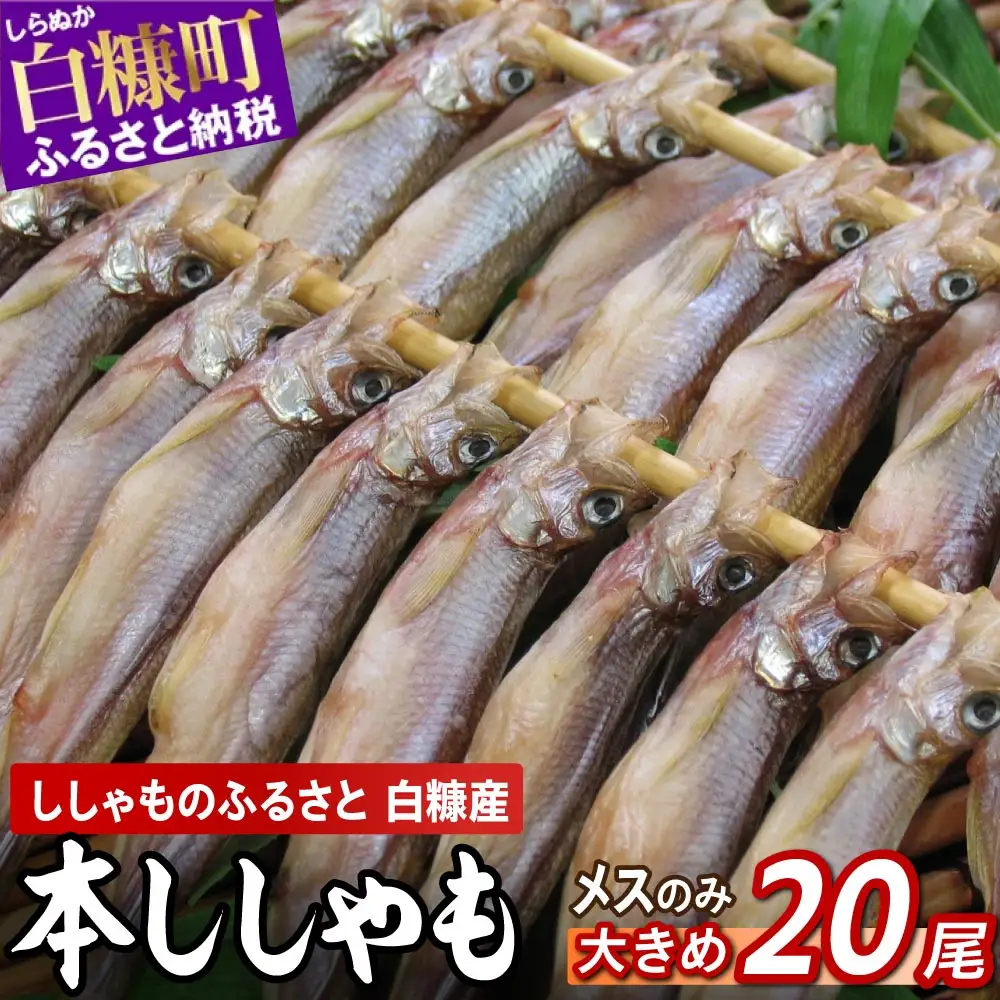 しらぬか産 本ししゃも メス 大きめ 20尾_A020-1542