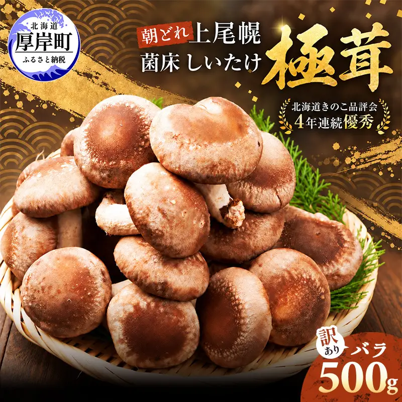 訳あり 椎茸 北海道 厚岸町 上尾幌 朝どれ 菌床 しいたけ 「極茸」 バラ 500g 【上尾幌きのこ生産協同組合】[ きのこ キノコ 新鮮 肉厚 国産  品評会で金賞受賞 ]
