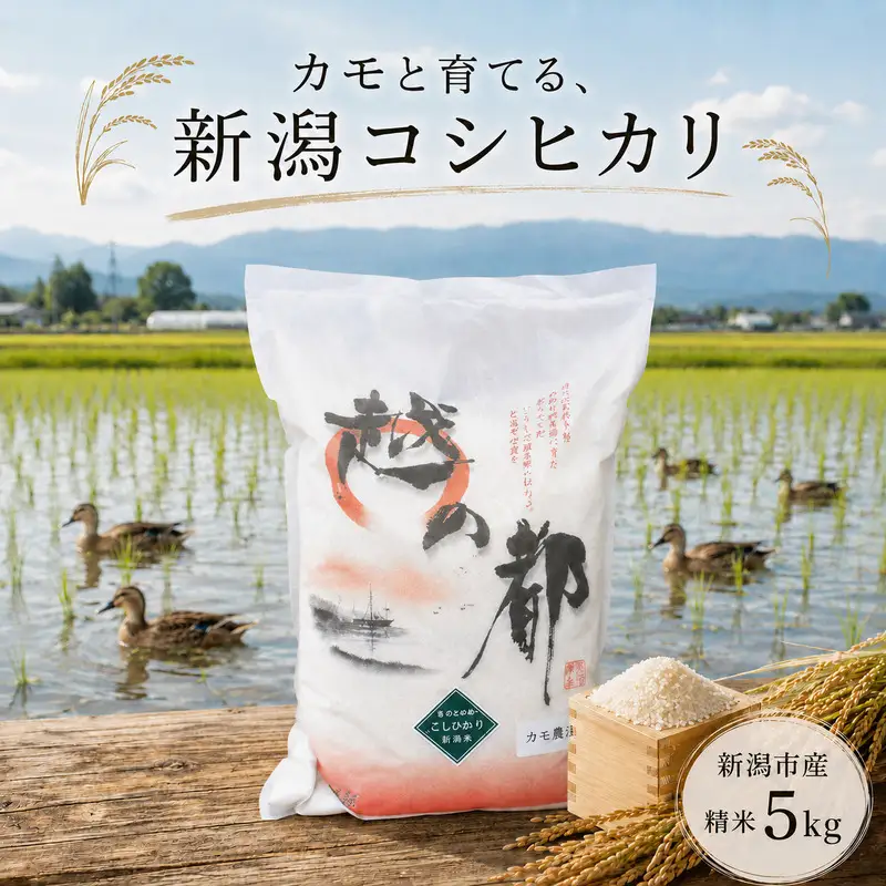 【先行予約】令和8年産 新潟県産コシヒカリ5kg カモ農法 米 精米 白米 コシヒカリ 5kg こめ コメ お米 おこめ こしひかり カモ農法 農薬不使用 化学肥料不使用 新潟 新潟県