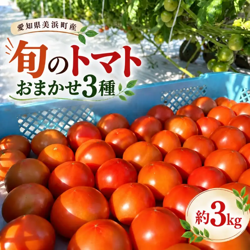 農家直送 旬のトマト おまかせ3種  約3kg 