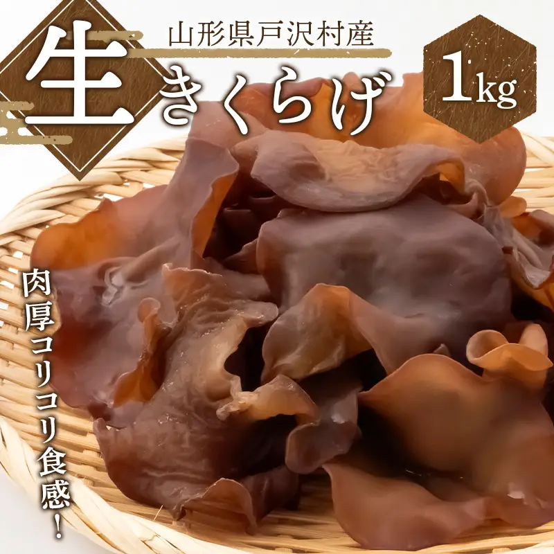 ≪2027年先行予約≫山形県 戸沢村産 生きくらげ 1kg 2027年7月上旬から順次発送 国産 木耳 キクラゲ 茸 きのこ 中華 料理 食品 自宅 家庭 F7W-0515