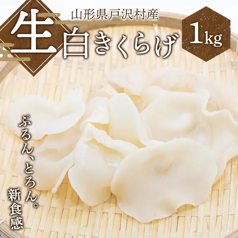 ≪2027年先行予約≫山形県 戸沢村産 生白きくらげ 1kg 2027年7月上旬から順次発送 国産 木耳 キクラゲ 茸 きのこ 中華 料理 食品 自宅 家庭 F7W-0519