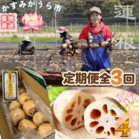 【毎月定期便】肉厚でシャキシャキの食感と甘みが特徴　　掘りたて れんこん　4Kg(4～7本)全3回【配送不可地域：離島】【4092936】
