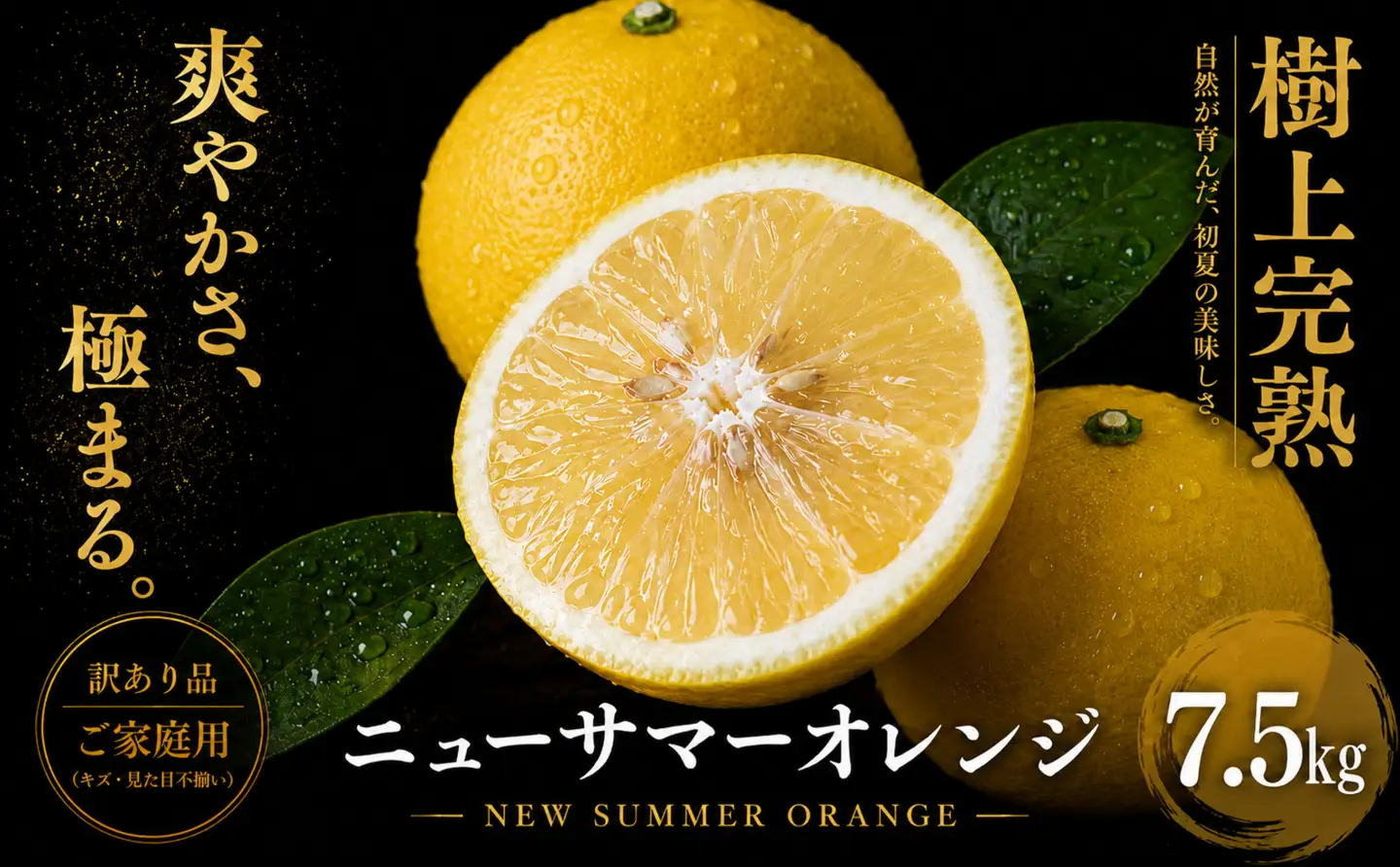 ＜涼やかな柑橘 愛媛県産ニューサマーオレンジ 合計約7.5kg＞『2027年4月中旬～5月中旬迄に順次出荷予定』訳あり ミカン 蜜柑 ご家庭用 果汁 果物 くだもの フルーツ オレンジ 柑橘 人気柑橘 特産品 極尽道 愛媛県 西予市 【常温】OKS0007